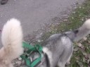 Dryland Sled Dog Fun Race