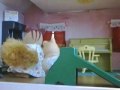Sylvania Squirrels