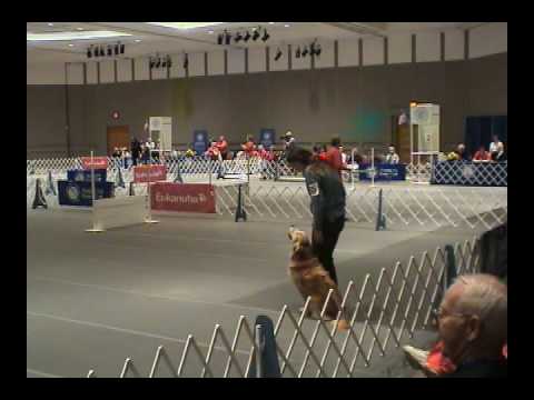 2008 AKC NOI Music Video