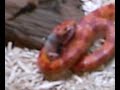 My snake again, feeding. My snake again, feeding.