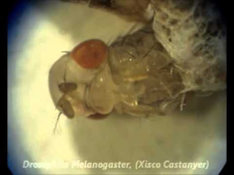Ver video