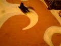crazy cat