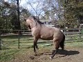 Ima Cashen Nn AQHA Red Roan Stallion - Magnolia, Texas