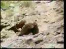 travis-pastranas-nitro-circus.html