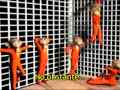 videos de 5 Monos - subt.español