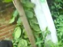 vergazo de josh
