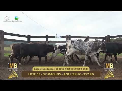 548� LEIL�O VIRTUAL MB LEIL�ES