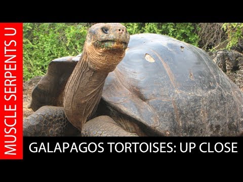 YouTube reptile video