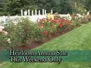 Heirloom Summer Roses