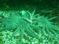 Battling Sunflower Stars