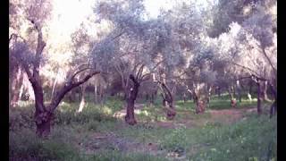 صور من قريه لوبيه - طبريا صور من قريه لوبيه - طبريا