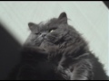 La belle chatte ta touffe m etouffe La belle chatte ta touffe m etouffe