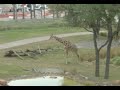Disney Animal Kingdom Lodge DVC Villas Disney Animal Kingdom Lodge DVC Villas