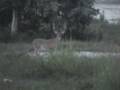 videos de 10 point buck