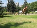 JUNTA INMORTALES, CHILE 2008 (street jump, tumbling, trickz, parkour  y más)