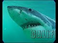 air jaws