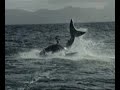 air jaws