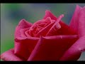 FLOWERS IN GROWTH PART 2 time lapse