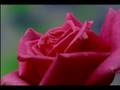 FLOWERS IN GROWTH PART 2 time lapse
