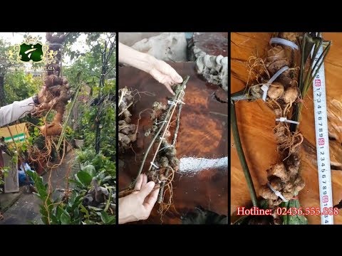 Hành trình sở hữu những củ sâm Ngọc Linh khủng và Kho rượu sâm Ngọc linh lớn nhất Hà Nội