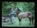 SpringWater Station's El Duc Kiger Stallion