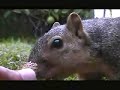 Squirells GONE Wild!! Part1