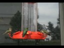 Hummingbird Time Lapse Hummingbird Time Lapse