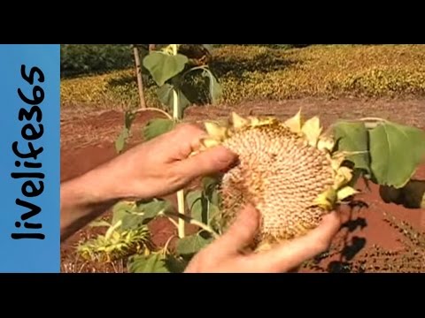 how to harvest giant sunflower seeds