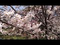 Click here to watch this video 2012.4.5 大川の桜 55 秒