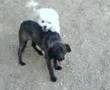 gay dog