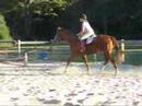 Rescue horse Beginner Quarter Horse available to adopt Rescue horse Beginner Quarter Horse available to adopt