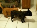 Ulyne et Bubba