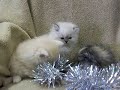 Bumblebeeacres January 2009 Kittens