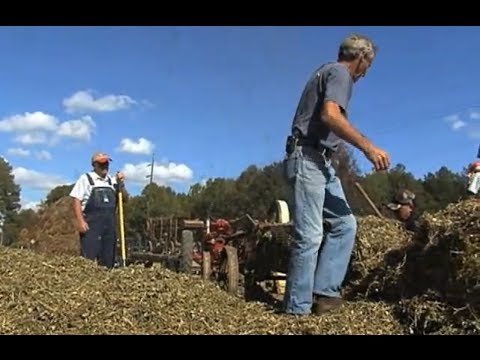 how to harvest peanuts