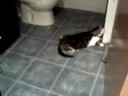 Splodge, tarting herself up