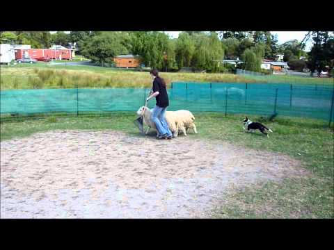 how to train a border collie x kelpie