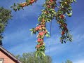 The very old plum tree