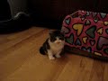 Kattunge bus Kattunge bus