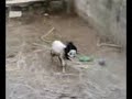 Hantu Kambing