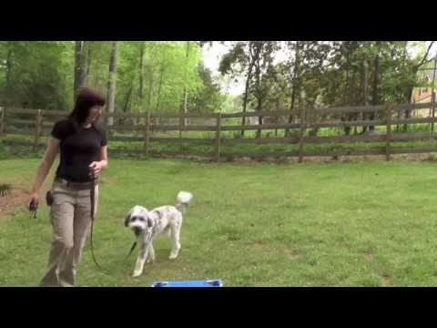 how to train aussiedoodle