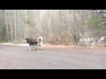 Klamath National Forest Carting - YouTube