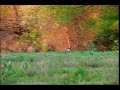 Coyote Shooting