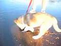 Alaskan Malamute video