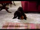 sexo violacion perro brutal