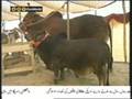 Eid al-Adha Qurbani Bull for 20 Lac Rupees only