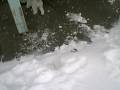 Chinese Cresteds Playing in the Snow