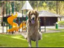 iBark Commercial