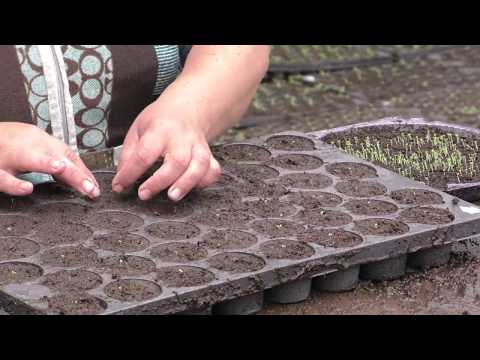 Просмотр видео