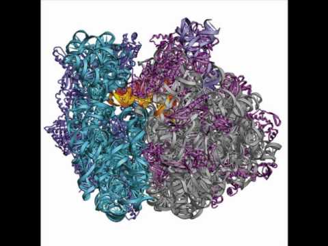 ribosome- deepthi and elizabeth (2)