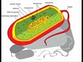 citologia
